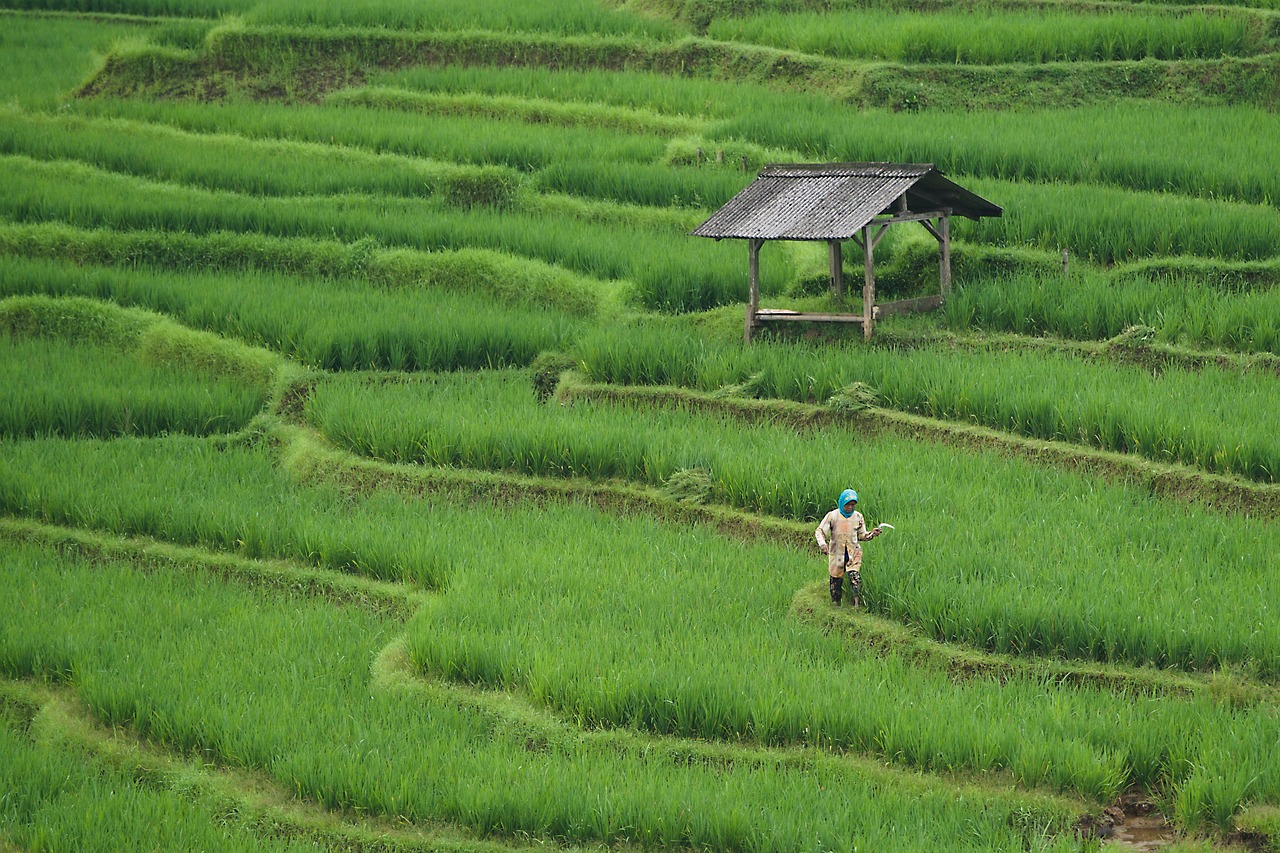 Lush Tea Fields